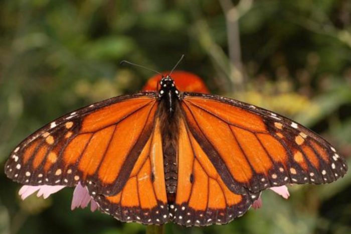 Mariposa monarca