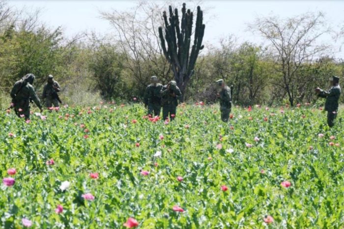 El Ejército interviene una plantación de opio