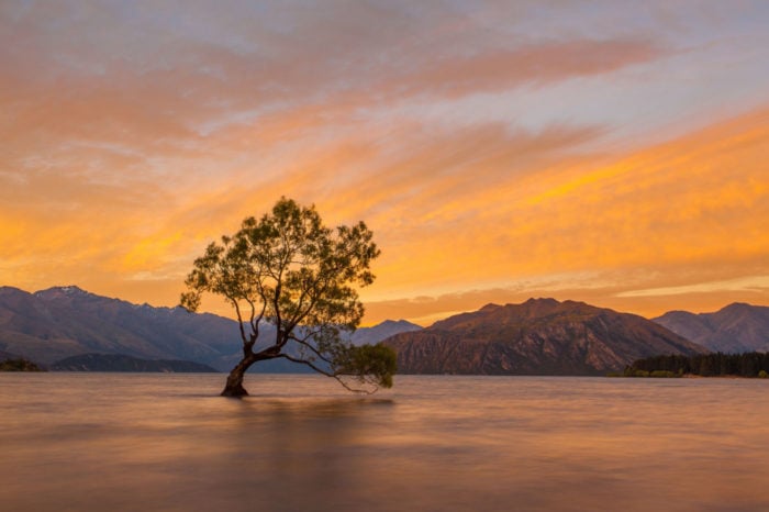 El árbol solitario de Lake Wanaka 