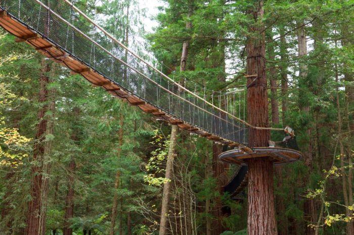 Paseando entre los árboles en Redwood Forest 