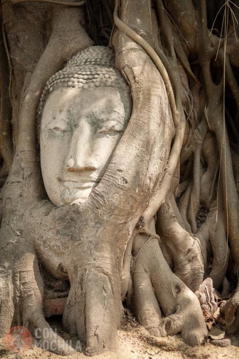 La cabeza de Buda entre raíces