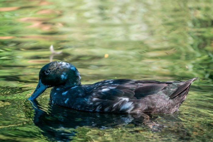 Los protegidos Patos Azules