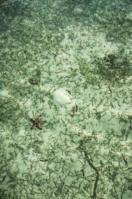 Las aguas eran tan cristalinas que desde la barca se veian cientos de estrellas de mar en el fondo