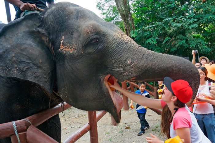 En los falsos santuarios, la interacción con animales se disfraza de bienestar animal, haciéndonos pensar que las necesidades de un elefante son las mismas que las de un perro
