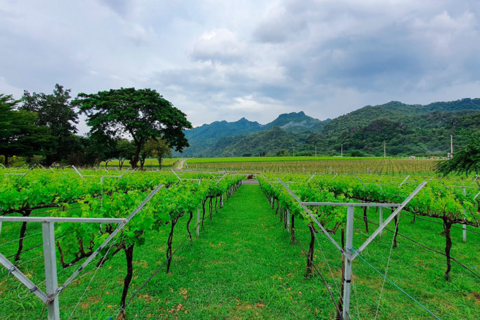 Viñedo Khao Yai