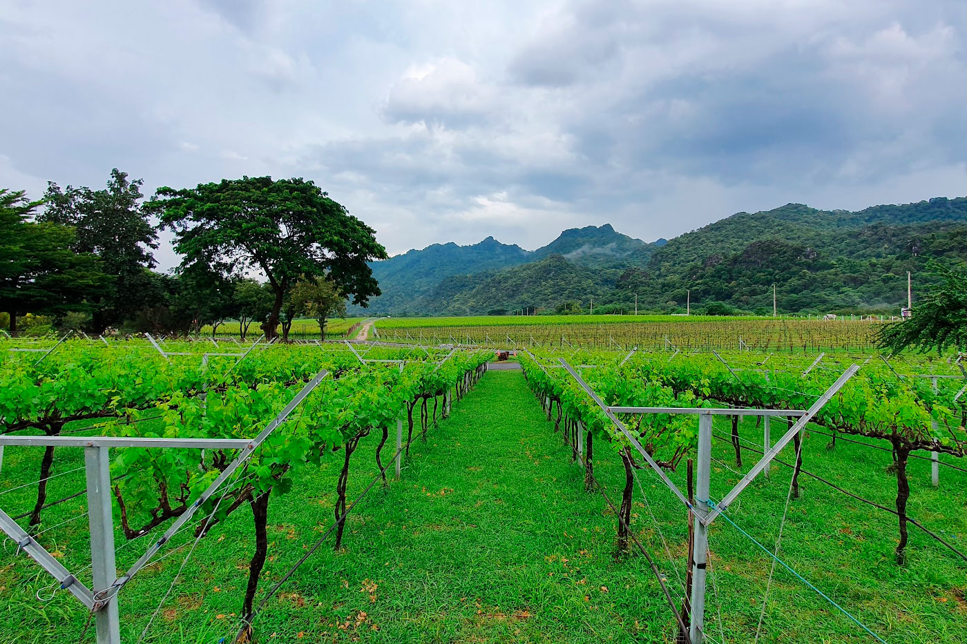 Vineyards Khao Yai