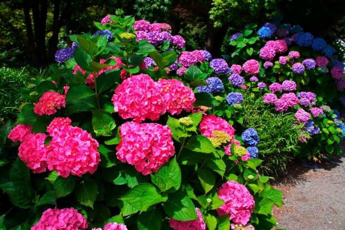 Descubrirás diferentes tonalidades de colores y flores