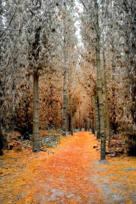 Más que parque es bosque