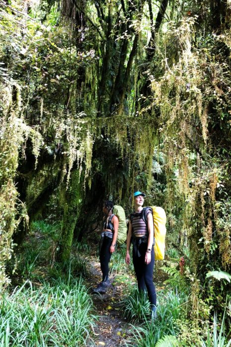 La selva nativa es una pasada y te dejará alucinando