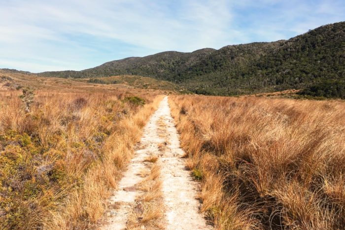 La hermosa hierba amarillenta tussock característica de Nueva Zelanda