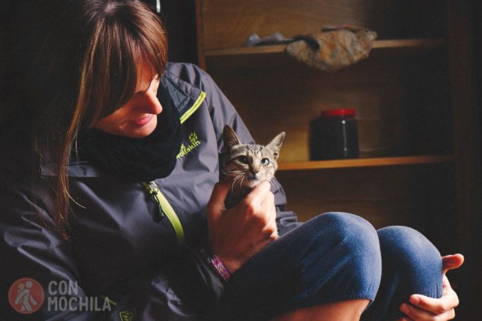 El gato de la homestay