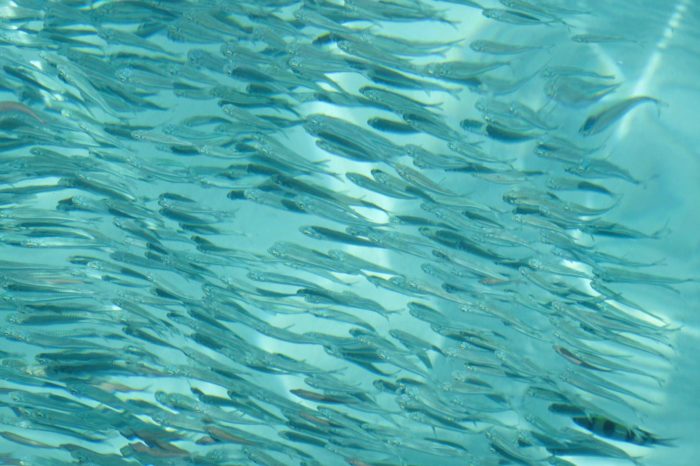 image00008