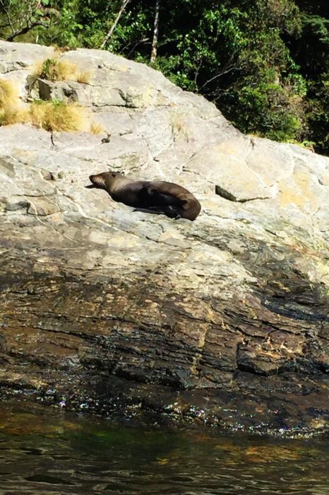 Foca de Milford Sound
