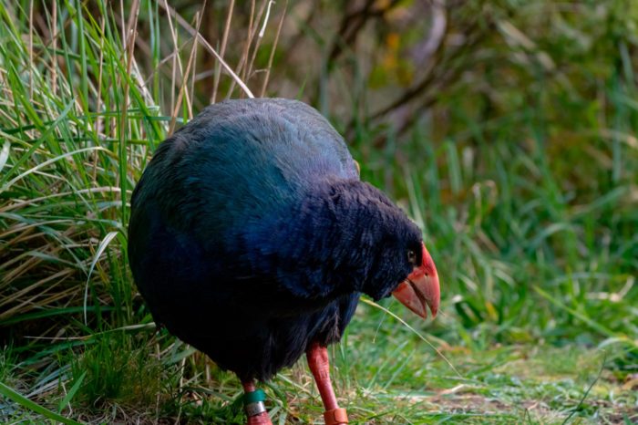  Pájaro Takahe