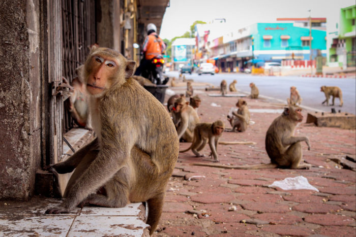lopburi ciudad monos 1