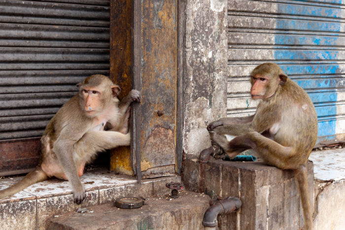 monos