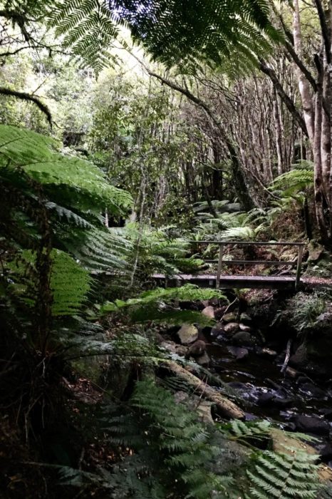 La naturaleza de Rakiura es increíble