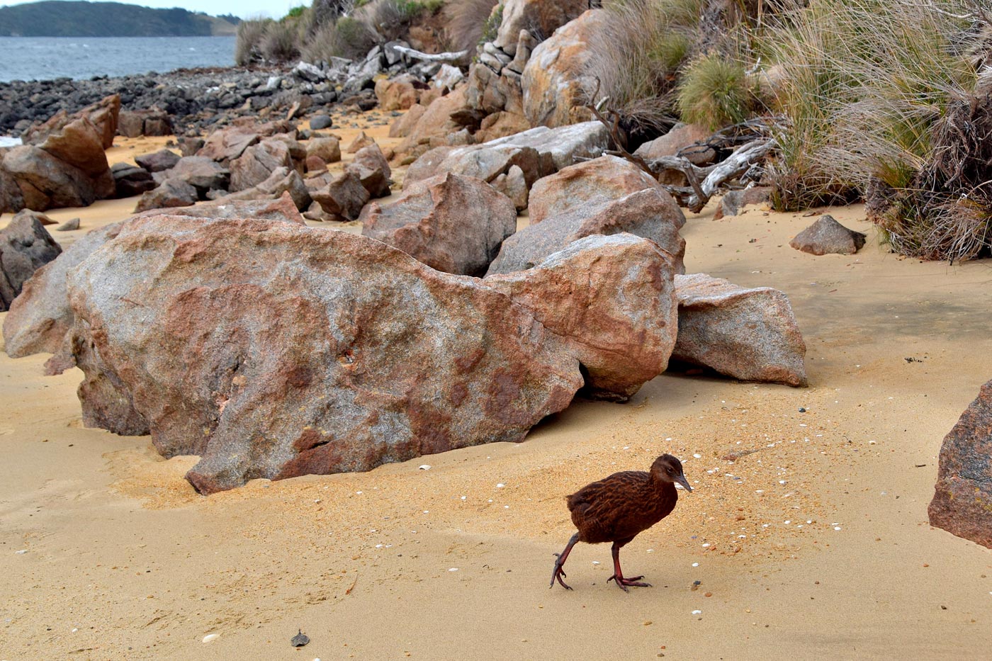 A Haven for Wildlife