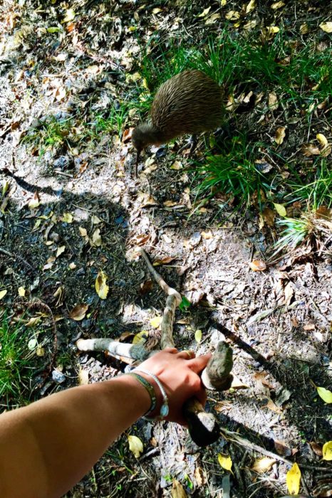 En la foto el kiwi está al lado nuestra porque este se nos acercó mientras los dos nos quedamos de piedra para no espantarlo