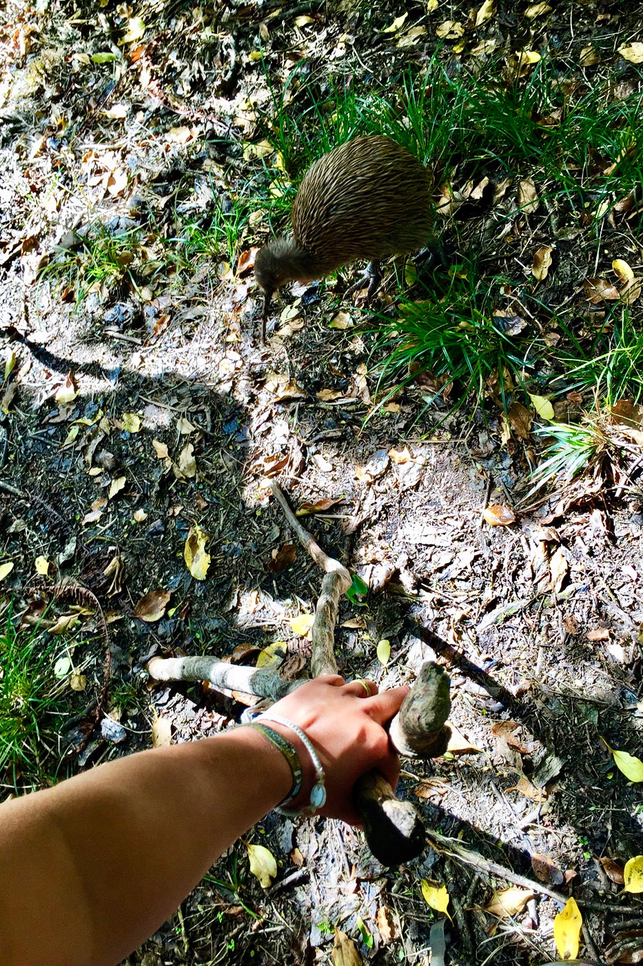 In the photo, the kiwi is next to us because it approached while we stood there, stunned, careful not to scare it off