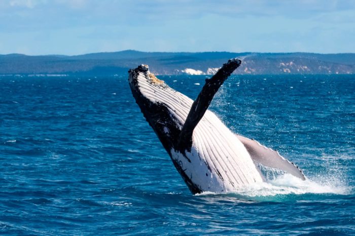 Ballena jorobada saltando sobre el mar