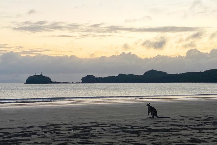 Amanecer con canguros en Cape Hillsborough