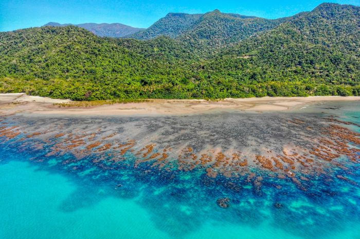 Donde el coral se encuentra con la jungla