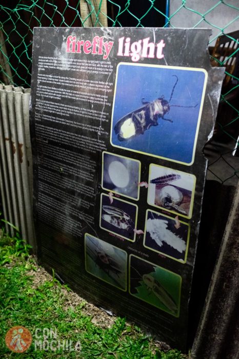 Cartel con info sobre las luciérnagas