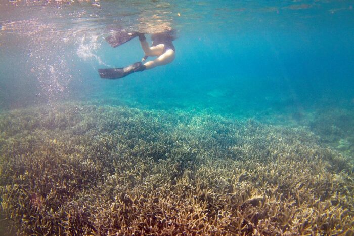 Snorkeling entre bosques de corales