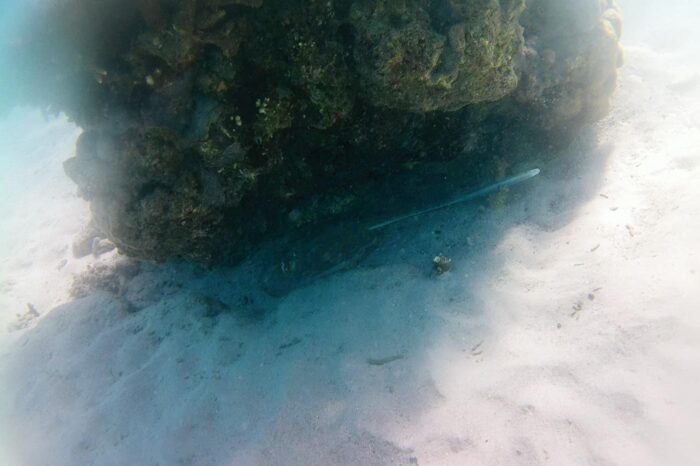 Manta raya escondida