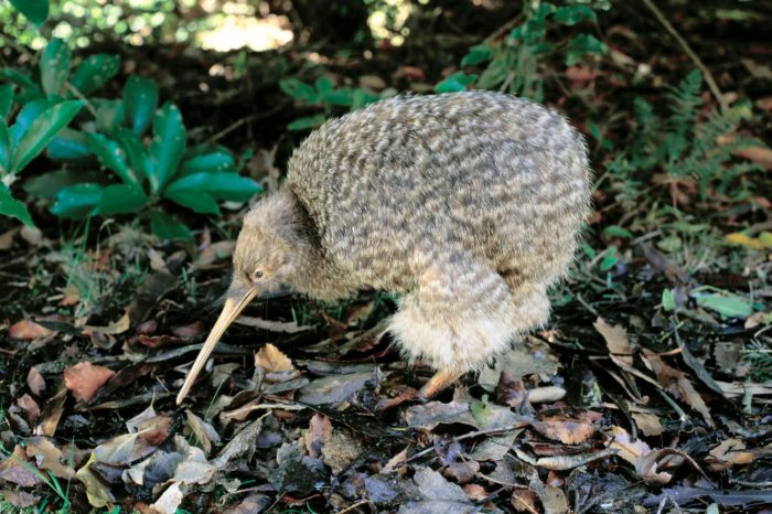 El famoso Kiwi Bird (no me digas que no se parece a un kiwi)