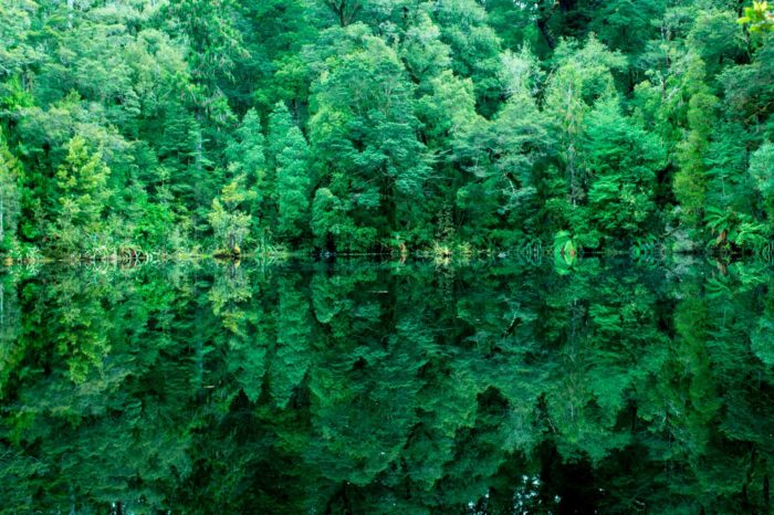 Donde los caudalosos y rápidos ríos se abren paso entre mesetas y donde densos bosques de montaña se mezclan con la selva costera