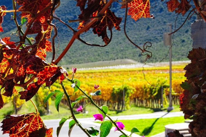 El viaje por Baja California incluye una 'road movie' por sus viñedos, especialmente los del Valle de Guadalupe, sus multivarietales y sus playas