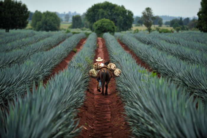 Las plantaciones de agave azul en Jalisco en su máxima expresión