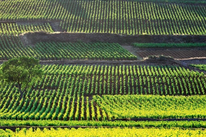 vignes bourgogne fr