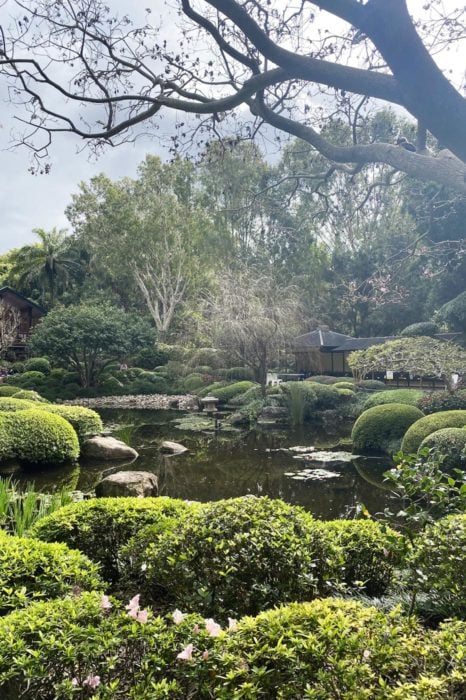 Jardín botánico de Brisbane