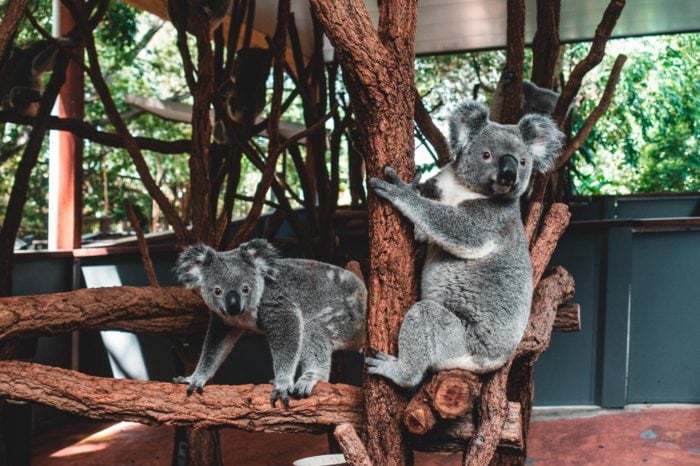 Lone Pine Sanctuary