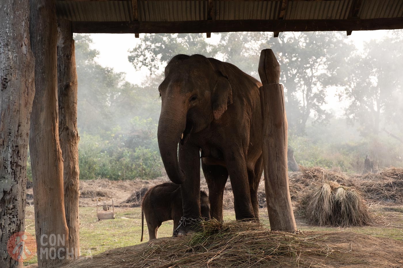 La crónica cósmica. Si os dejáis caer por Sauraha