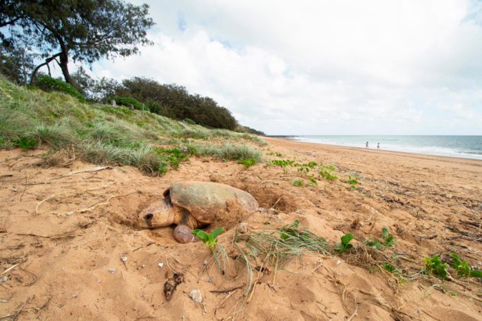 Tortuga en Mon Repos