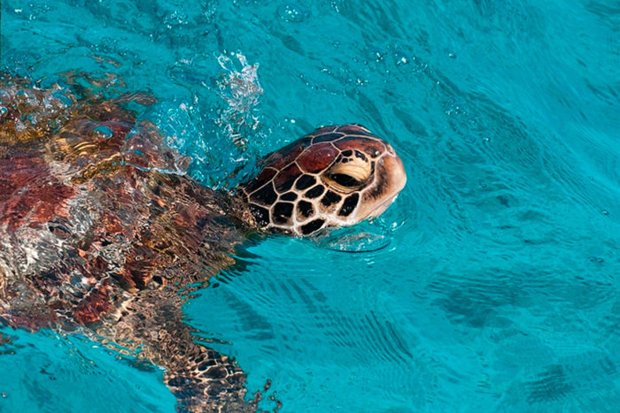 tortuga similan