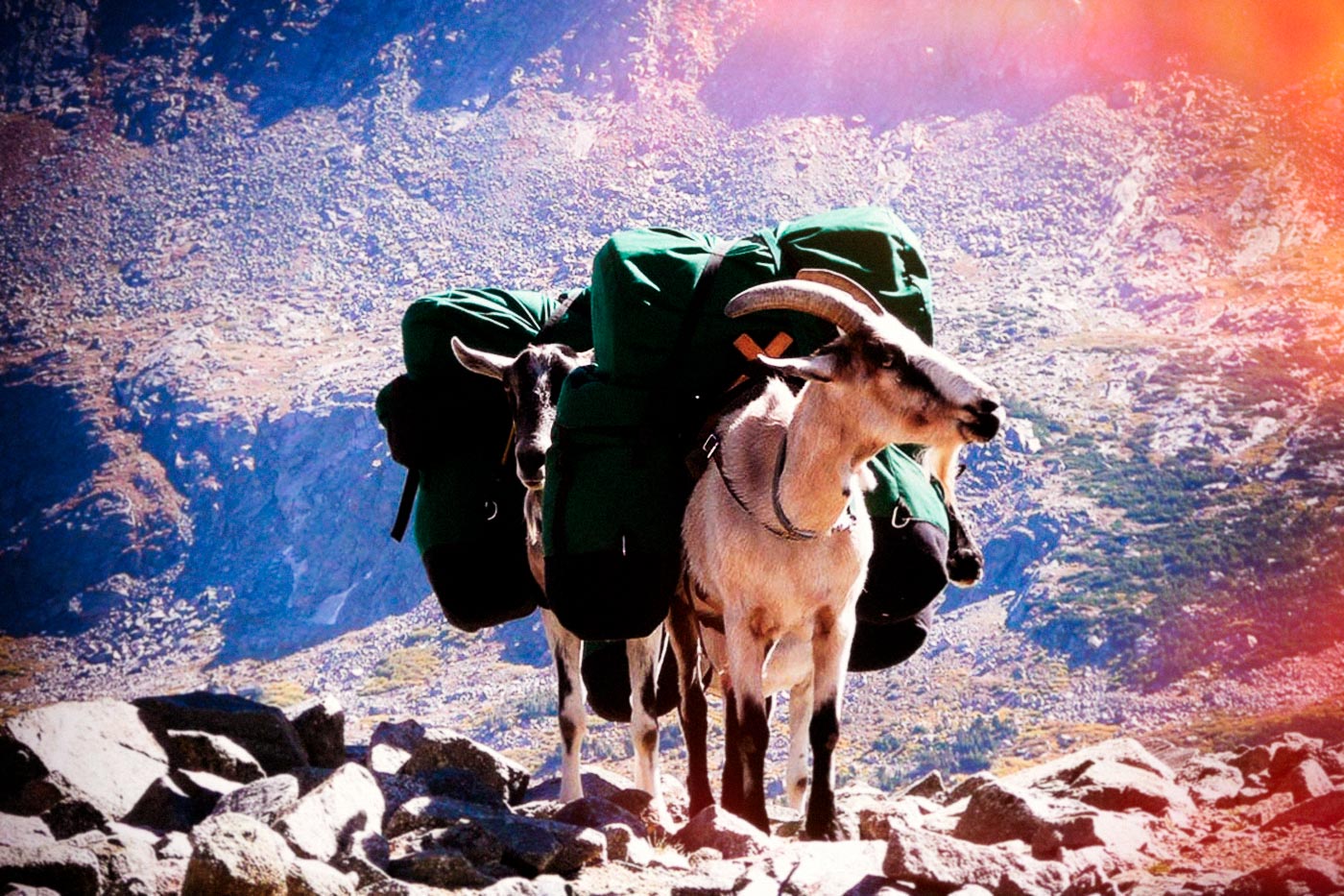 La crónica cósmica. Vi una cabra que viajaba