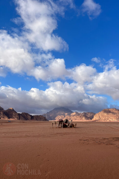 Camellos en Wadi Rum