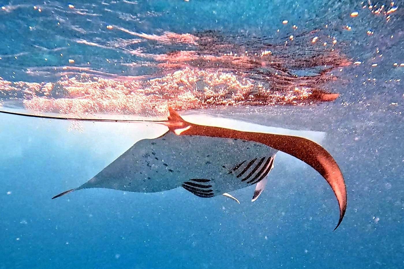 La doble cara de Maafushi: Explorando la relación entre el turismo y la fauna marina