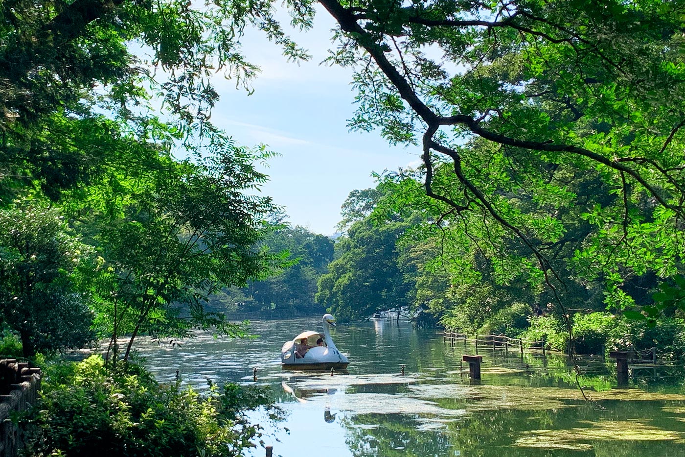 Kichijoji es un oasis verde; parece mentira que estemos a solo 20 minutos del centro de Shinjuku