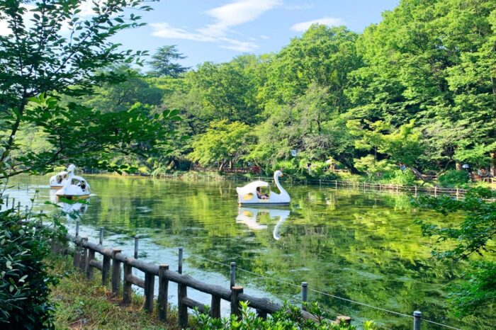 Los pedalos con forma de patito del estanque de Inokashira tienen una leyenda negra terrible: dicen que toda pareja que se monte en ellos acabará rompiendo sin remedio