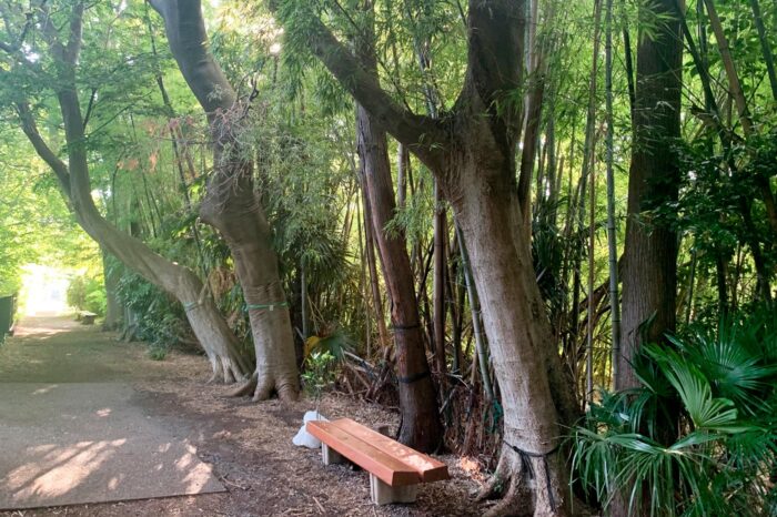 Bosquecillo de bambú en la ribera del canal del Tamagawa Josui