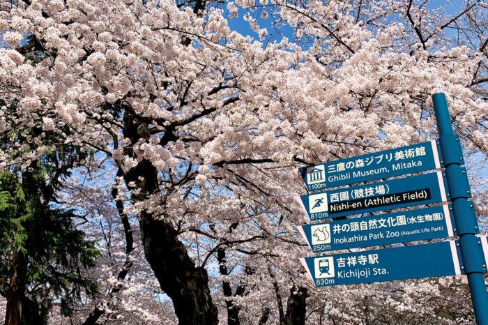 Los sakura (cerezos) en flor del parque Inokashira son dignos de ver