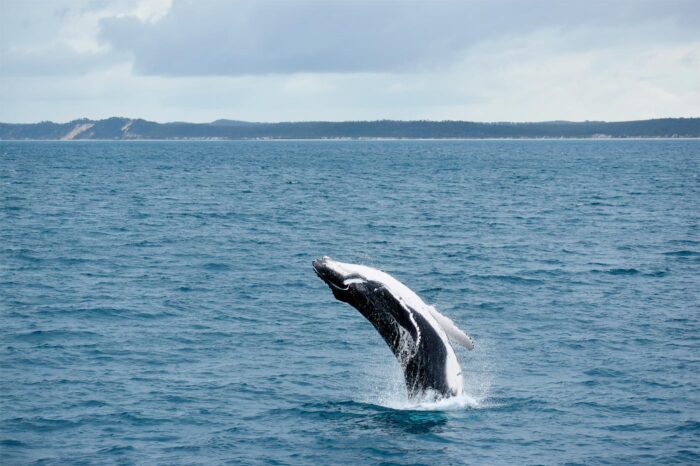 Ballena jorobada saltando