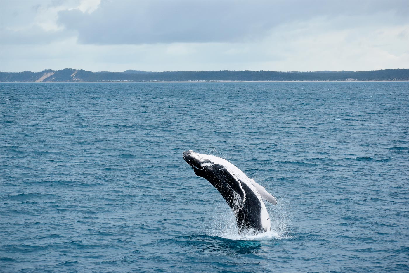 Ballena jorobada saltando