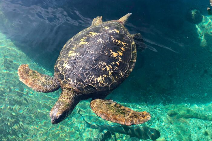 Tortuga en el acuario